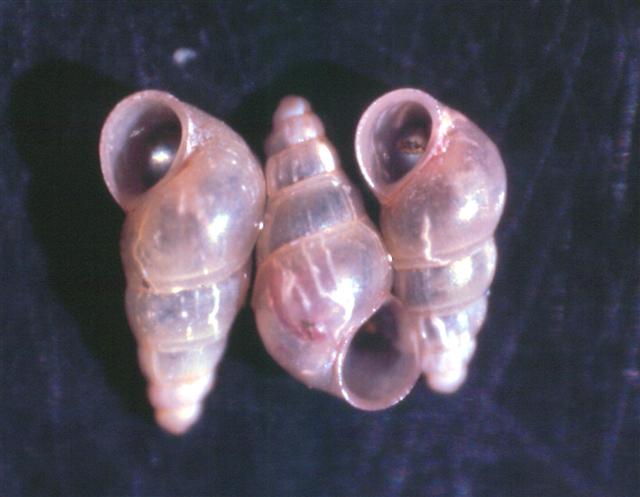 Salenthydrobia ferrerii   T.Wilke, 2003